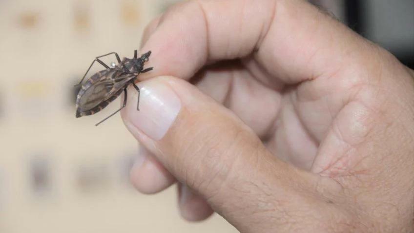 Vigia de Nazaré confirma quatro casos de doença de Chagas.
